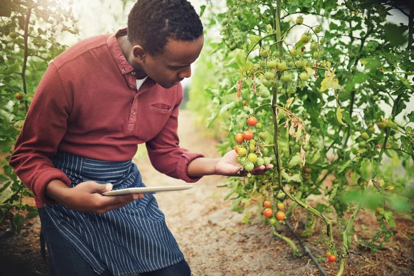 黒人男性 タブレットやトマトの農業 農業や農家との検査は 自然と収穫と作物をチェックします 農家の男性 野菜の植物と持続可能性 成長と品質保証 — ストック写真