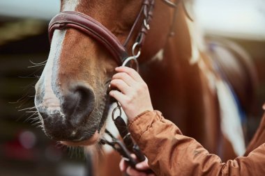 At, el hazırlığı ve yarış hayvanının burnu eğitime hazır bir kadınla birlikte. Atlar, kırsal ve evcil bir kadın ata binmek ve spor yapmak için dizginleri elinde tutuyor..