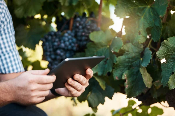 農業経営の新しい方法を研究する ブドウ畑で働いているデジタルタブレットを使用して農家の閉鎖ショット — ストック写真