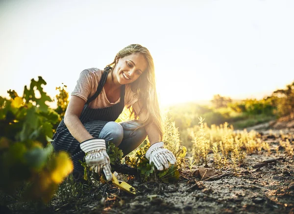 土壤和植物在农场里微笑着寻找庄稼 农业和自然的工作 食物或蔬菜 铲子和泥土 用于种植 园艺或耕作 开始和可持续 — 图库照片
