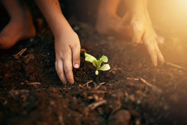 Χέρια Φυτά Και Αγόρια Χώμα Κήπο Και Φύση Περιβάλλον Βιωσιμότητα — Φωτογραφία Αρχείου