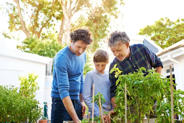 自然と植物と祖父 父と子供と裏庭で庭で家族 世代と支援 家で緑の指と園芸と男性や男の子の屋外のための結合 愛とケア — ストック写真