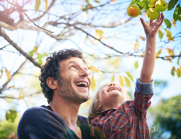 Man Met Meisje Kind Tuin Plukken Uit Appelboom Gelukkig Buiten — Stockfoto