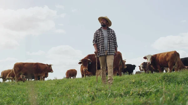 Zemědělství Krávy Černoši Myslí Farmě Chodí Klackem Farmaření Makovicí Půda — Stock fotografie