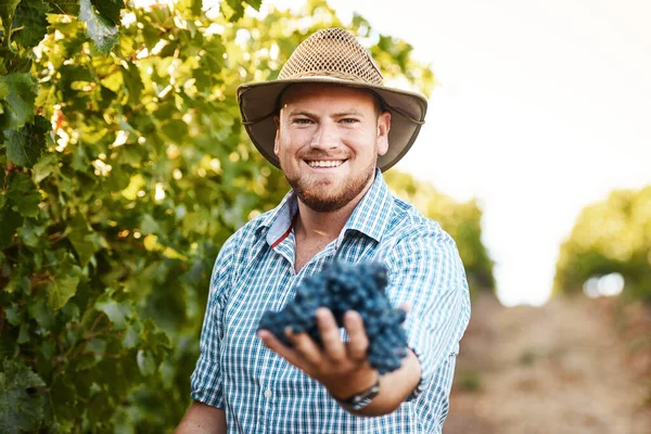 你不会发现这么好的品质和新鲜 一个农民在葡萄园里拿着一串葡萄的画像 — 图库照片