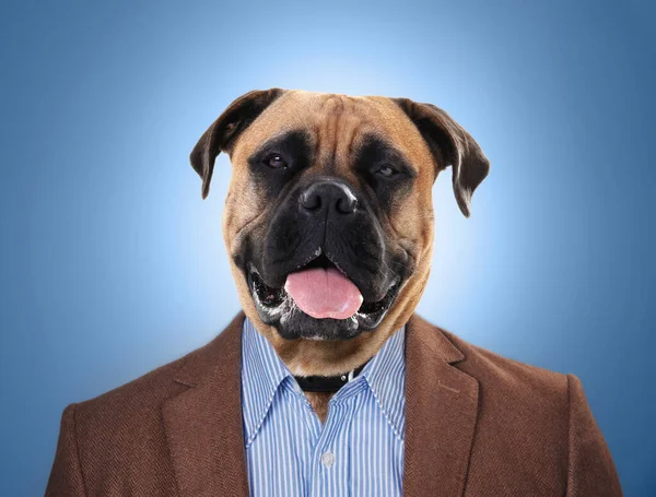 Hund Huvud Och Kostym Eller Arbetare Surrealism Eller Management Och — Stockfoto