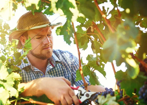 修剪葡萄的正确方法是关键 收割葡萄的农民 — 图库照片