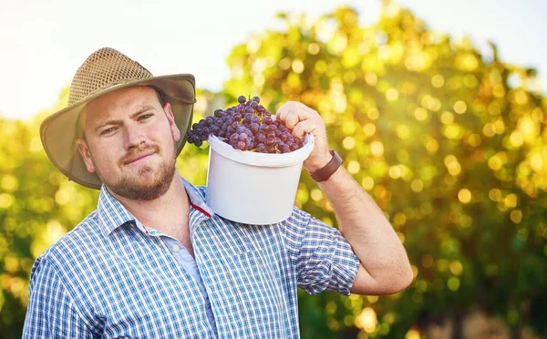 Profitez Des Fruits Votre Travail Agriculteur Récoltant Des Raisins — Photo