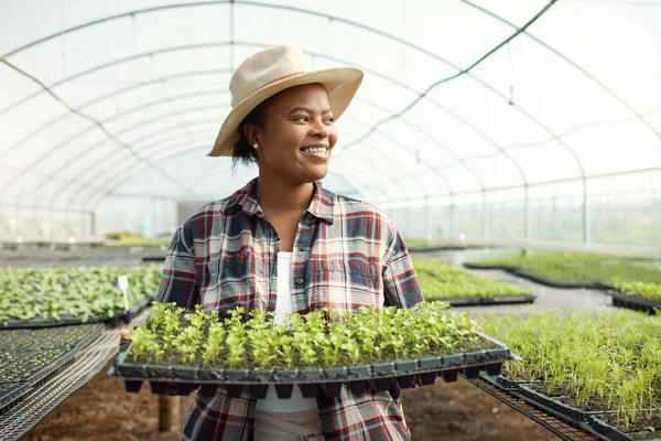 Genç Çiftçi Elinde Bir Tepsi Bitki Tutuyor Afrika Kökenli Amerikalı — Stok fotoğraf