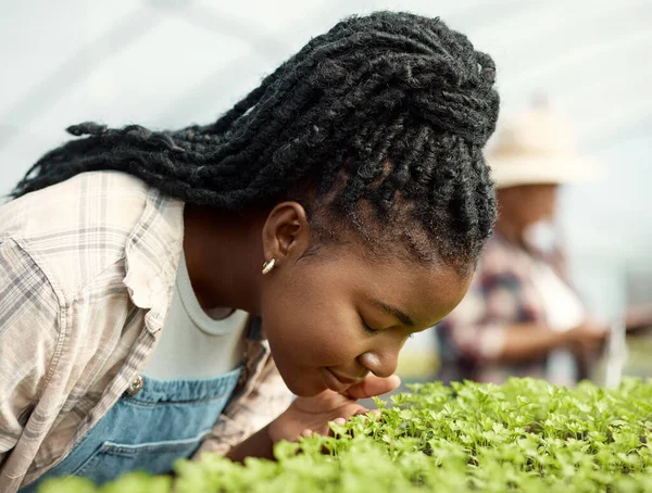 Çiftçi Yetiştiriyor Afrikalı Amerikalı Çiftçi Bitkilerini Kokluyor Genç Çiftçi Bitkilerini — Stok fotoğraf