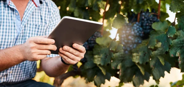 技術は彼が彼の仕事をより速く得るのを助ける ブドウ畑で働いているデジタルタブレットを使用して農家の閉鎖ショット — ストック写真