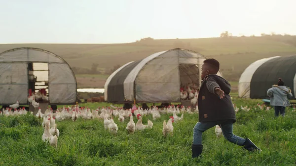 Tavuk Çiftlik Tarladaki Çocuklar Çiftlik Hayvanları Ile Sürdürülebilir Tarım Sektöründe — Stok fotoğraf