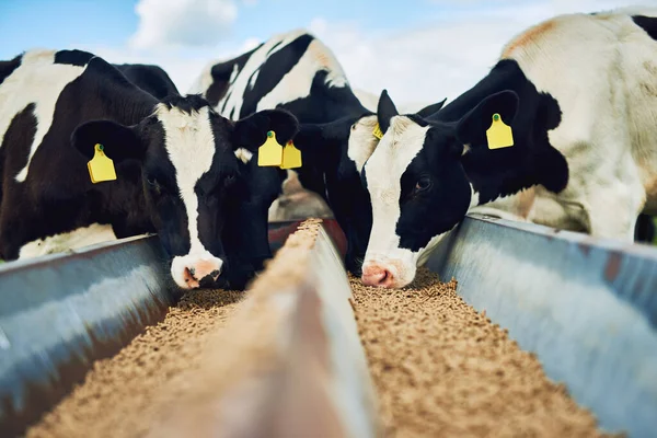 Krávy Krmení Farmaření Skot Mlékárenské Farmě Pro Zemědělství Růst Produkci — Stock fotografie