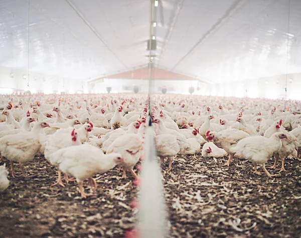 Fazenda Fábrica Frango Ração Celeiro Armazém Agricultura Produção Industrial Carne — Fotografia de Stock
