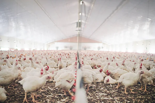 Factory Farm Chicken Feed Barn Warehouse Agriculture Industrial Meat Farming — Stock Photo, Image