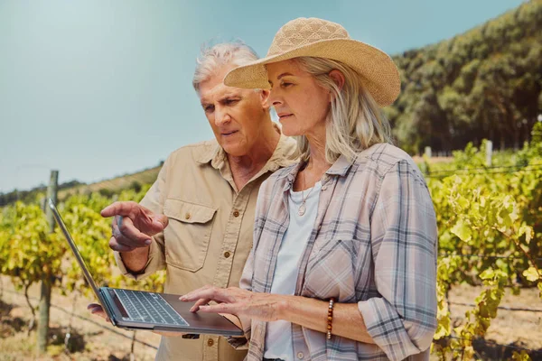ブドウ畑でラップトップを使用している間 2人の重大なシニア農家が立って話しています 収穫前の夏にワイン農場の技術を指している高齢者と女性 一緒に立っている高齢者のカップル — ストック写真