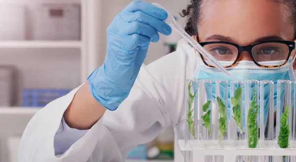 Nauka Próbki Roślin Kobietą Laboratorium Dla Medycyny Farmacji Badań Biotechnologia — Zdjęcie stockowe