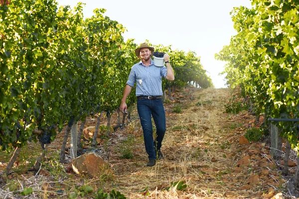 要想取得最好的成绩需要付出一些艰苦的努力 一个农民在葡萄园里拿着一串葡萄的画像 — 图库照片