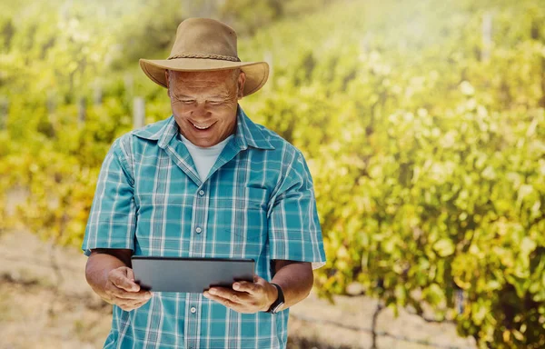 Smiling Senior Mixed Race Farmer Using Digital Tablet His Vineyard — 图库照片