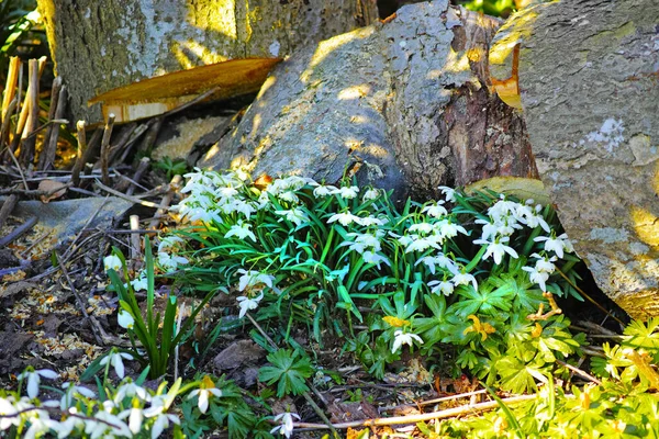 Adding Little Colour Springtime Beautiful Flowers — Zdjęcie stockowe