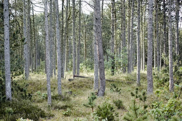 Drzewa Wszystkich Rodzajów Pór Roku Piękny Świat Różnic Drzewa Lasy — Zdjęcie stockowe