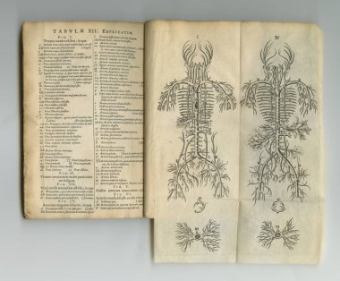 Klasik bilim kitabı. Sayfaları sergilenen eski bir anatomi kitabı