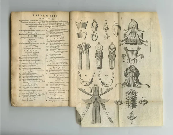 老医学知识 一本有书页的旧解剖学书 — 图库照片
