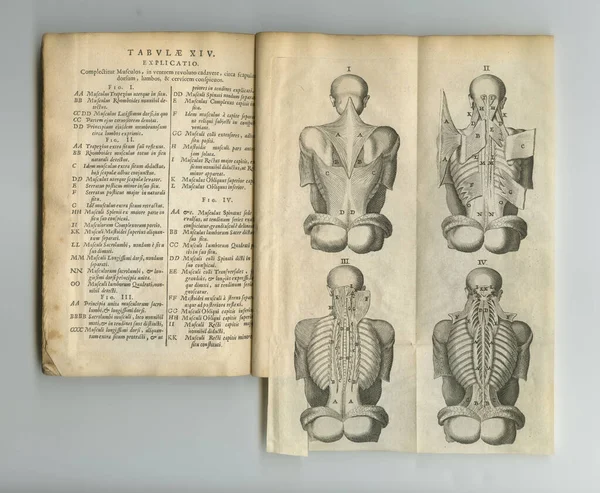 Rustieke Medische Pagina Een Oud Anatomieboek Met Tentoongestelde Pagina — Stockfoto