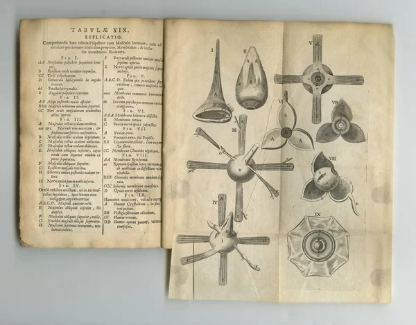 Yıllanmış Eski Anatomi Kitabı Sayfaları Sergilenen Eski Bir Anatomi Kitabı — Stok fotoğraf