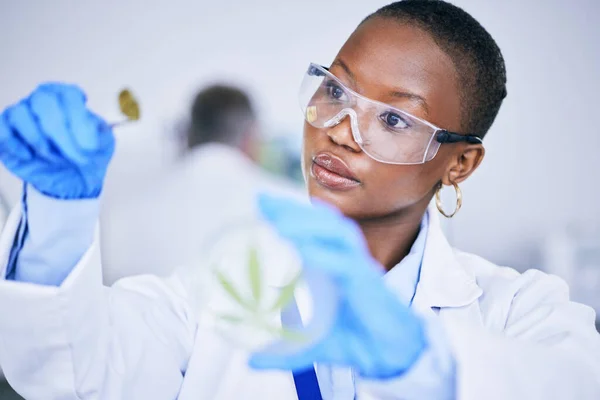 Černá Žena Laboratorní Lékařská Marihuana Pupen Jídlem Listy Kontrolovat Růst — Stock fotografie