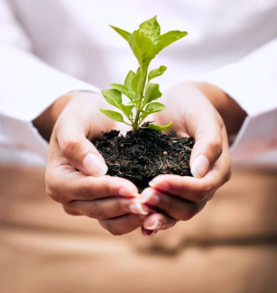 Planta Crescimento Mulheres Mãos Sustentabilidade Startup Verde Investimento Ecológico Agro — Fotografia de Stock
