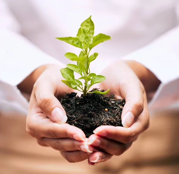 Plant Business Growth Woman Hands Sustainability Startup Eco Friendly Investment — Stock Photo, Image