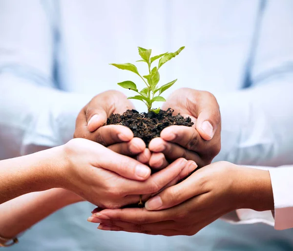 Plantas Mãos Trabalho Equipe Empresários Para Crescimento Ecológico Apoio Sustentabilidade — Fotografia de Stock