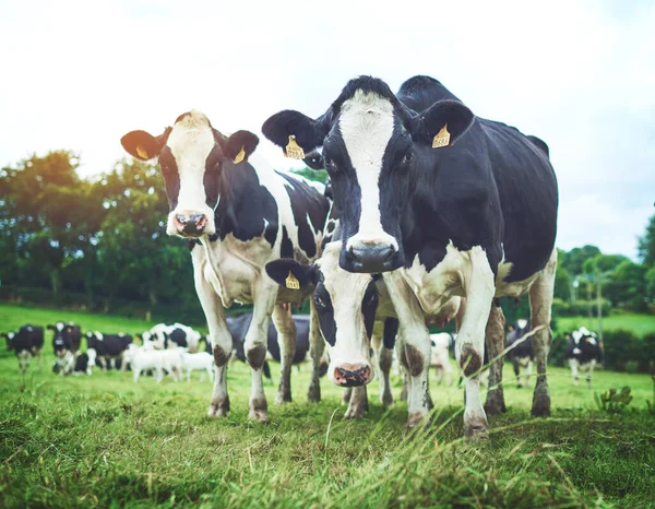 Zrównoważony Rozwój Stado Krowy Gospodarstwie Rolnym Spacerujące Jedzące Trawę Polu — Zdjęcie stockowe