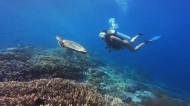 Kaplumbağa, mercan resifi ve dalış yapan kadın okyanusta, suyun altında ve dalgıç doğada tropikal deniz macerasında. İnsan, şnorkel takımı ve deniz yaşamı ya da hayvan, tatilde kadın yüzücüyle balık..