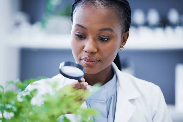 植物和科学家观察放大镜为可持续性或可持续科学分析自然 实验室或实验室的职业 专业和黑人妇女或生态专家 — 图库照片