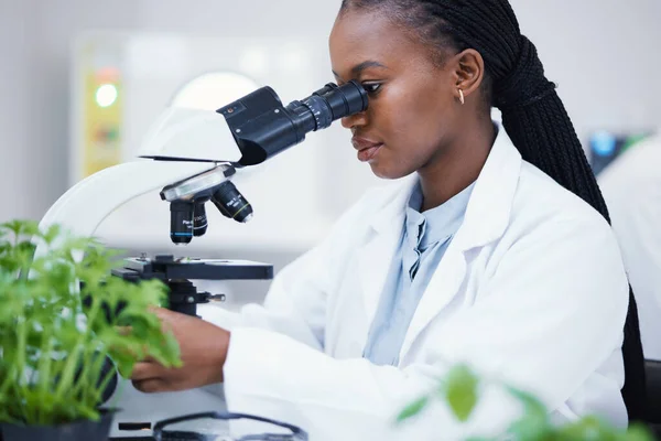 Посадите Науку Микроскоп Чернокожую Женщину Лабораторию Ботаническими Исследованиями Рост Листьев — стоковое фото