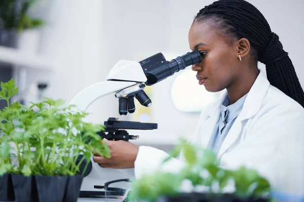 Badania Roślin Mikroskop Czarna Kobieta Laboratorium Badaniami Analitycznymi Zrównoważonego Rozwoju — Zdjęcie stockowe