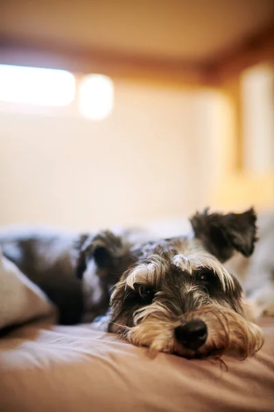 Hora Acostarse Ido Los Perros Perro Adorable Relajándose Cama Casa —  Fotos de Stock
