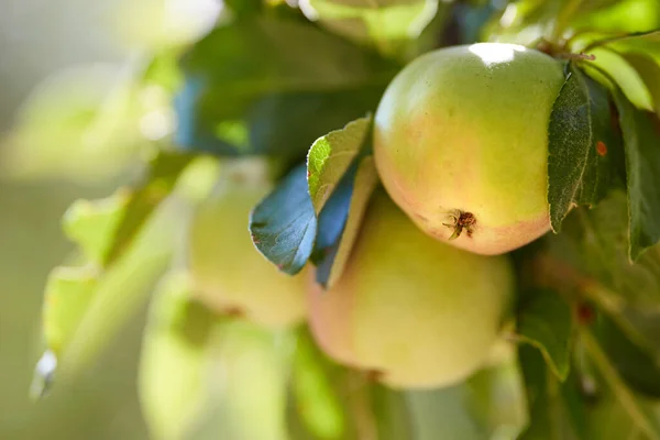 Obst Bauernhof Und Apfel Auf Bäumen Für Landwirtschaft Obstbau Und — Stockfoto