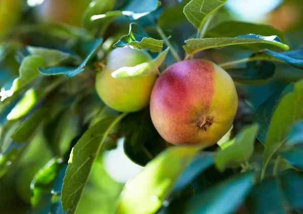 Natur Frukt Och Äpple Träd För Jordbruk Fruktträdgårdsodling Och Skörd — Stockfoto