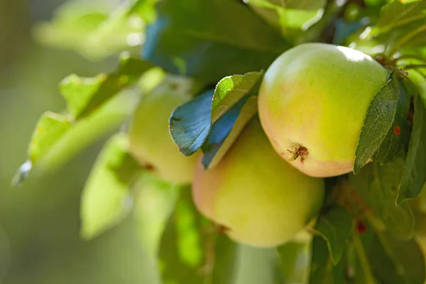 Natur Frukt Och Grönt Äpple Träd Gården För Jordbruk Fruktträdgårdsodling — Stockfoto
