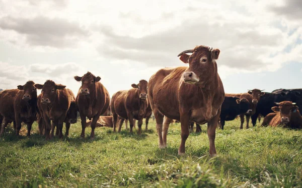 농장들 그리고 풀들로 뒤덮여 시골의 자연의 쇠고기 산업을 목초지 환경에 — 스톡 사진