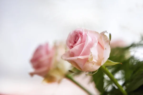 Detailní Záběr Kytice Růžové Růže Přírody Květin Botanikou Dárkem Oslavou — Stock fotografie