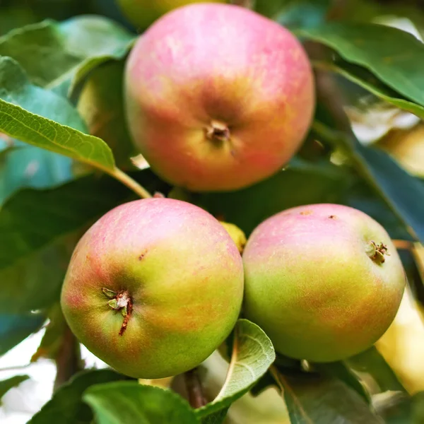Äpplen Träd Närbild Och Gröna Växter Naturen För Tillväxt Jordbruk — Stockfoto