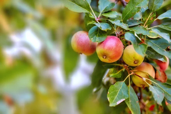 Garten Apfel Und Rote Früchte Auf Baum Oder Zweig Mit — Stockfoto