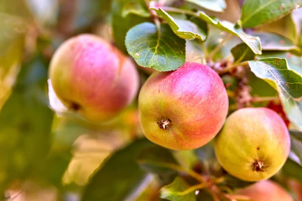 Trädgård Äpple Och Röd Frukt Träd Eller Gren Med Blad — Stockfoto