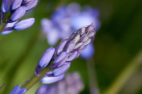 Nature Purple Closeup Flower Field Natural Beauty Spring Mockup Blossom — Stock Photo, Image