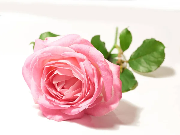Květina Izolovaná Růžová Růže Bílém Pozadí Květy Přírodní Krása Květinové — Stock fotografie