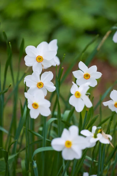 Natura Trawa Biały Żonkil Polu Dla Naturalnego Piękna Makieta Wiosna — Zdjęcie stockowe